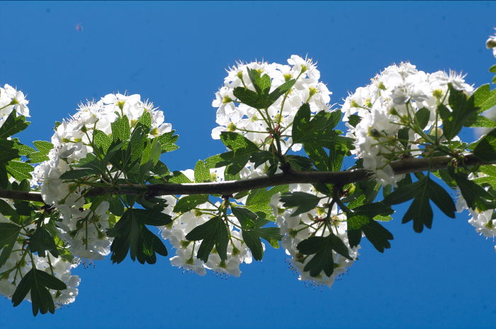 Biancospino per l'ansia